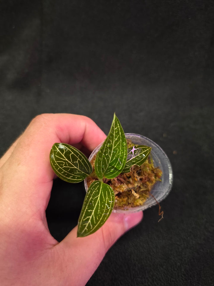 Ludisia Offdiscolor Alba #13