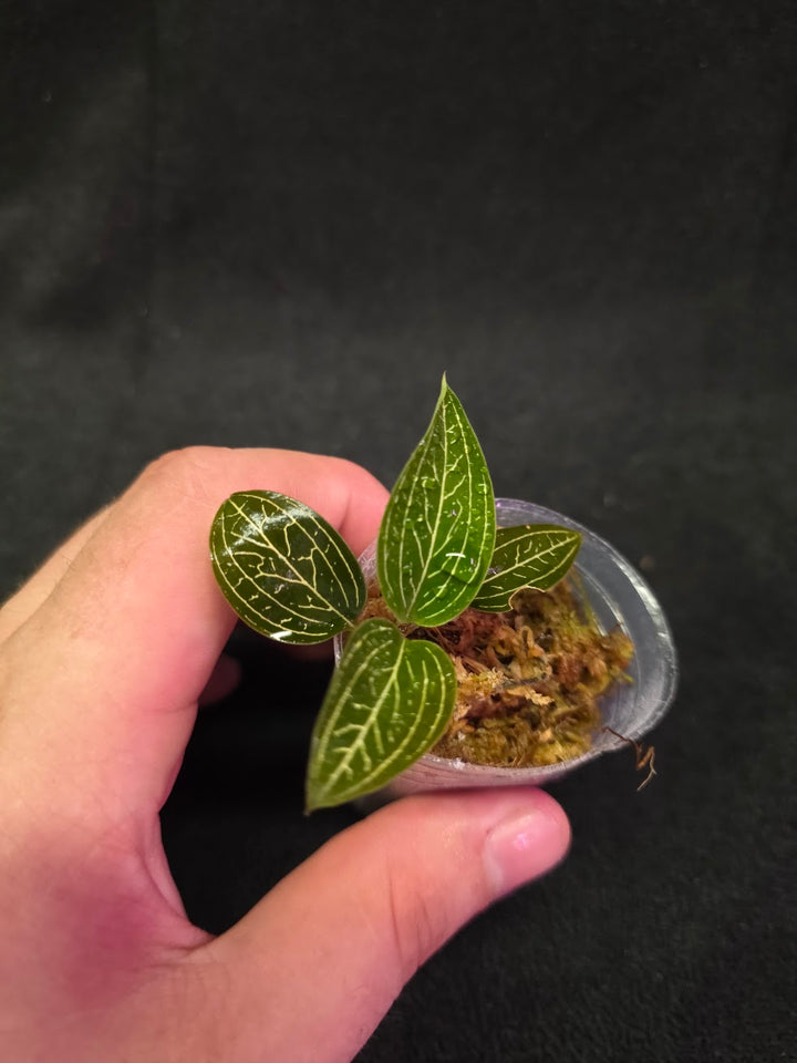 Ludisia Offdiscolor Alba #13