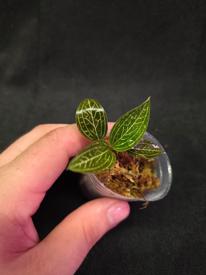 Ludisia Offdiscolor Alba #13