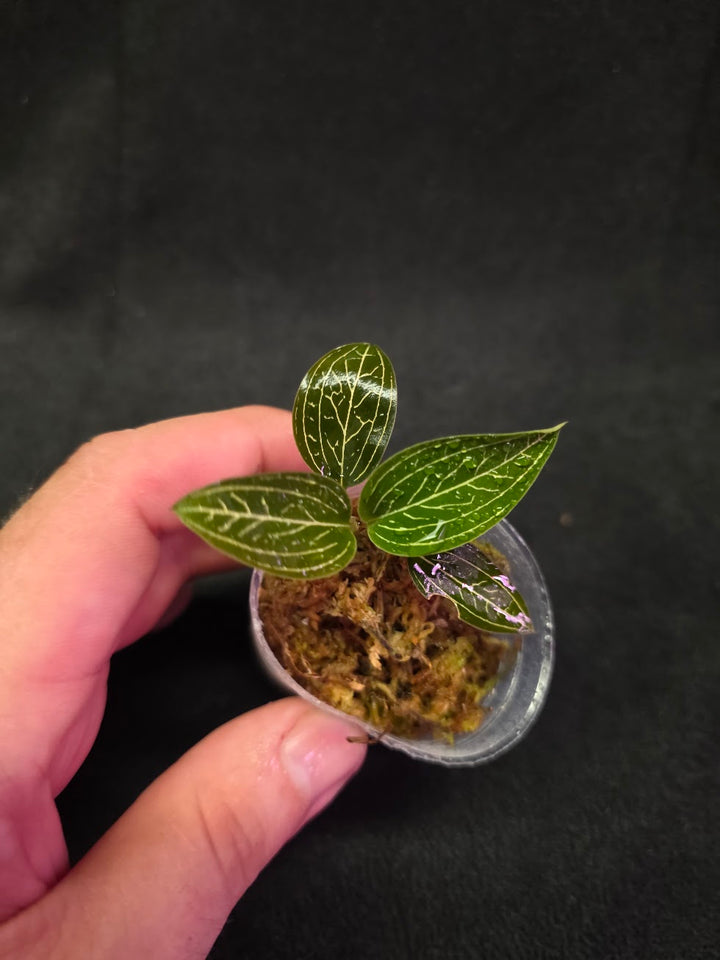 Ludisia Offdiscolor Alba #13