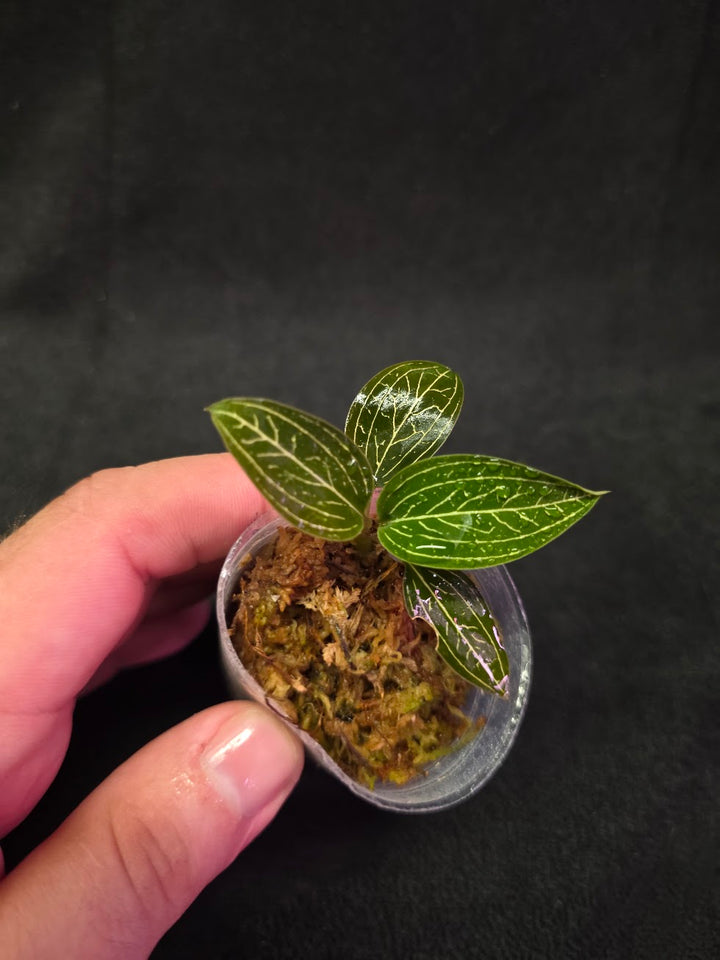 Ludisia Offdiscolor Alba #13