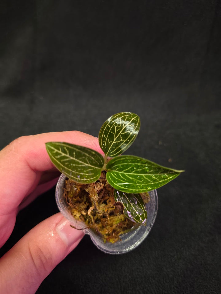Ludisia Offdiscolor Alba #13