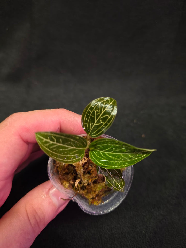 Ludisia Offdiscolor Alba #13