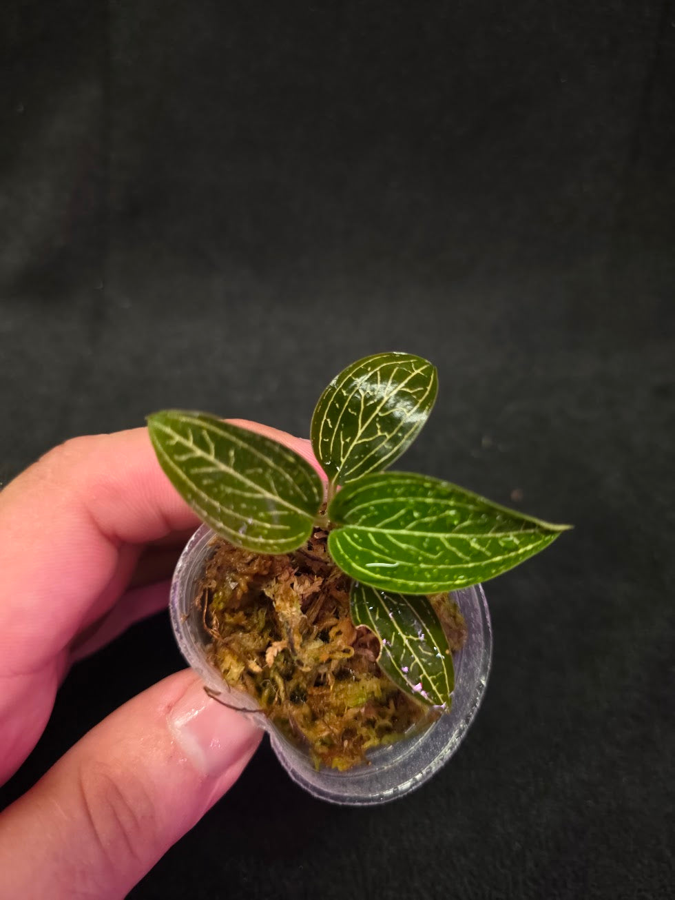 Ludisia Offdiscolor Alba #13