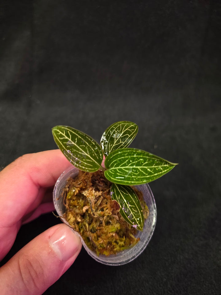 Ludisia Offdiscolor Alba #13