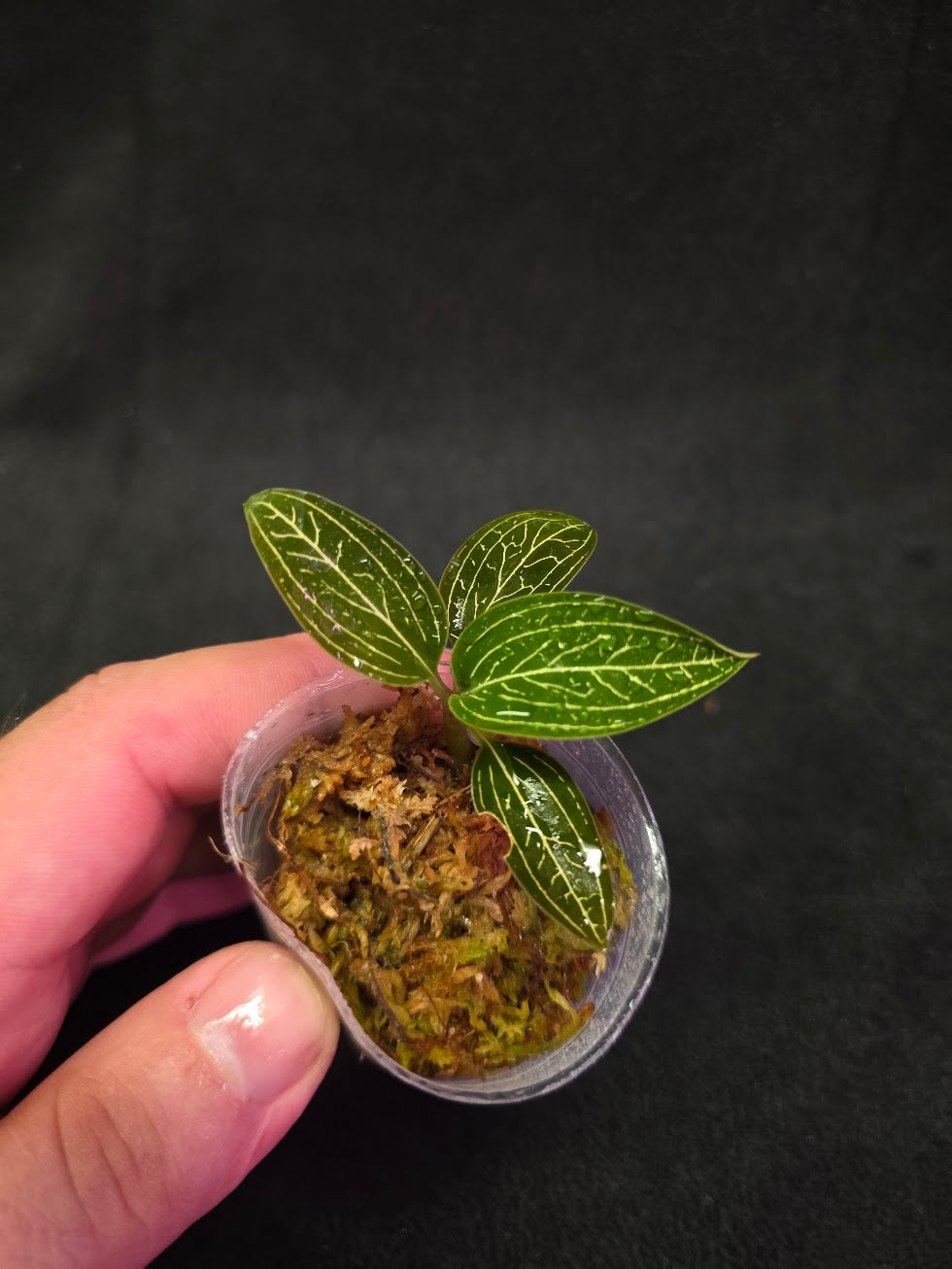Ludisia Offdiscolor Alba #13