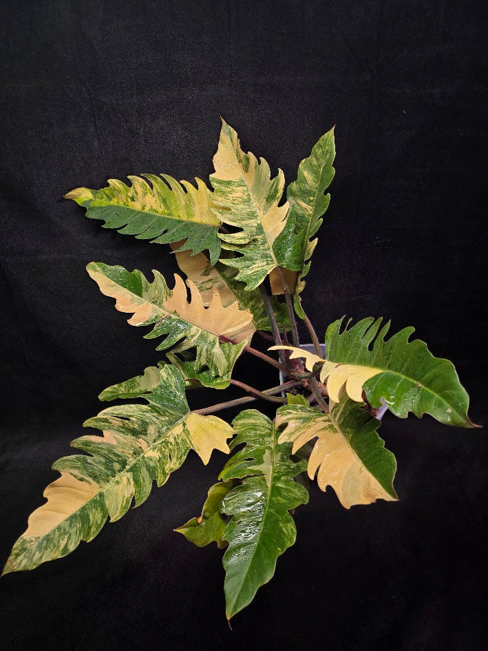 Philodendron Caramel Marble (Monster Size Specimen) #01