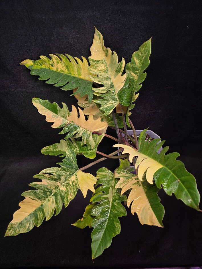 Philodendron Caramel Marble (Monster Size Specimen) #01