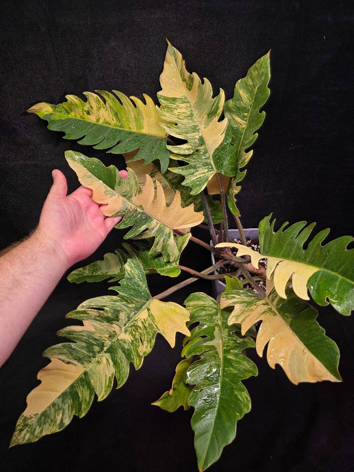 Philodendron Caramel Marble (Monster Size Specimen) #01