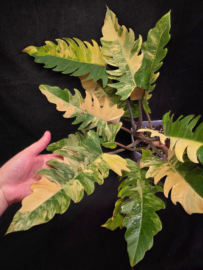 Philodendron Caramel Marble (Monster Size Specimen) #01