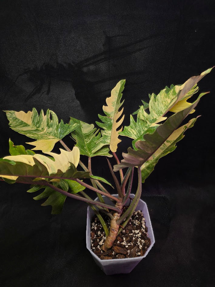 Philodendron Caramel Marble (Monster Size Specimen) #01
