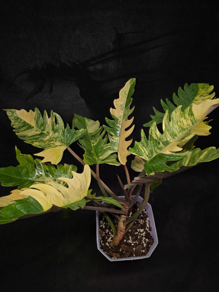 Philodendron Caramel Marble (Monster Size Specimen) #01