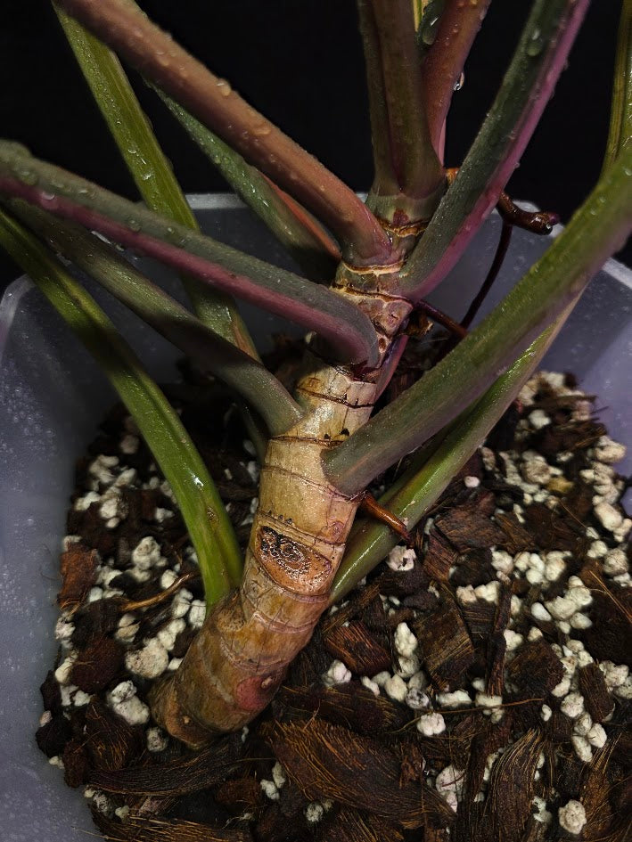 Philodendron Caramel Marble (Monster Size Specimen) #01