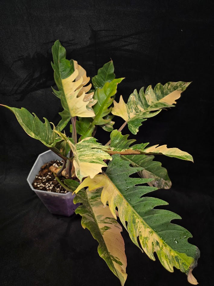 Philodendron Caramel Marble (Monster Size Specimen) #01
