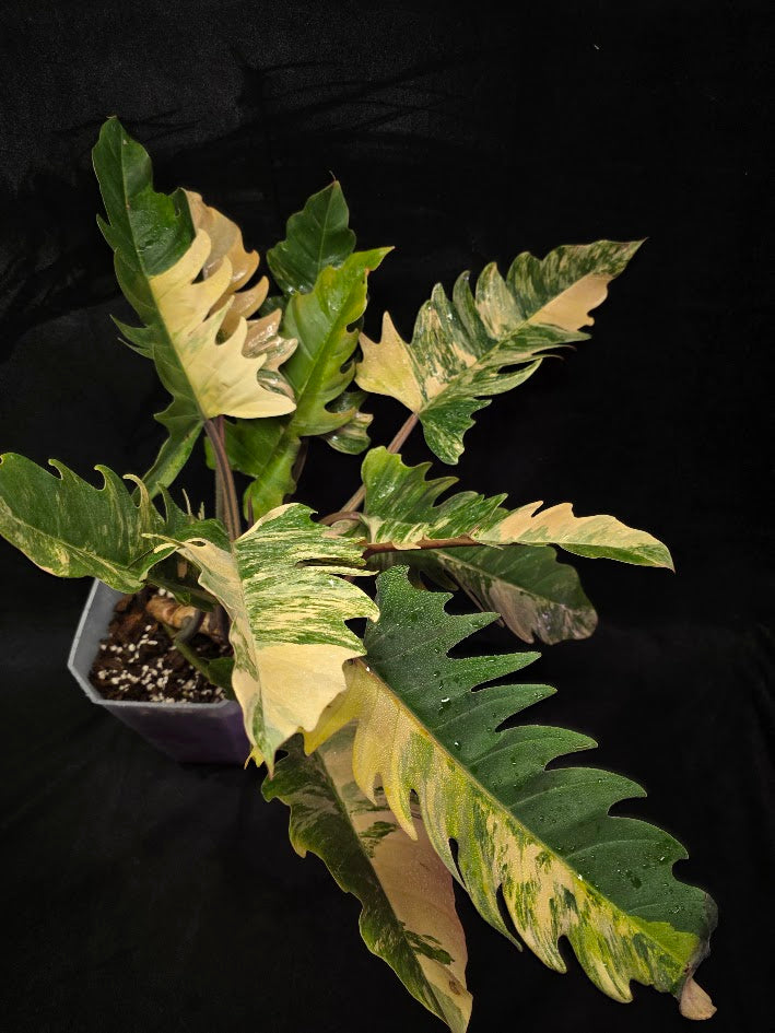 Philodendron Caramel Marble (Monster Size Specimen) #01