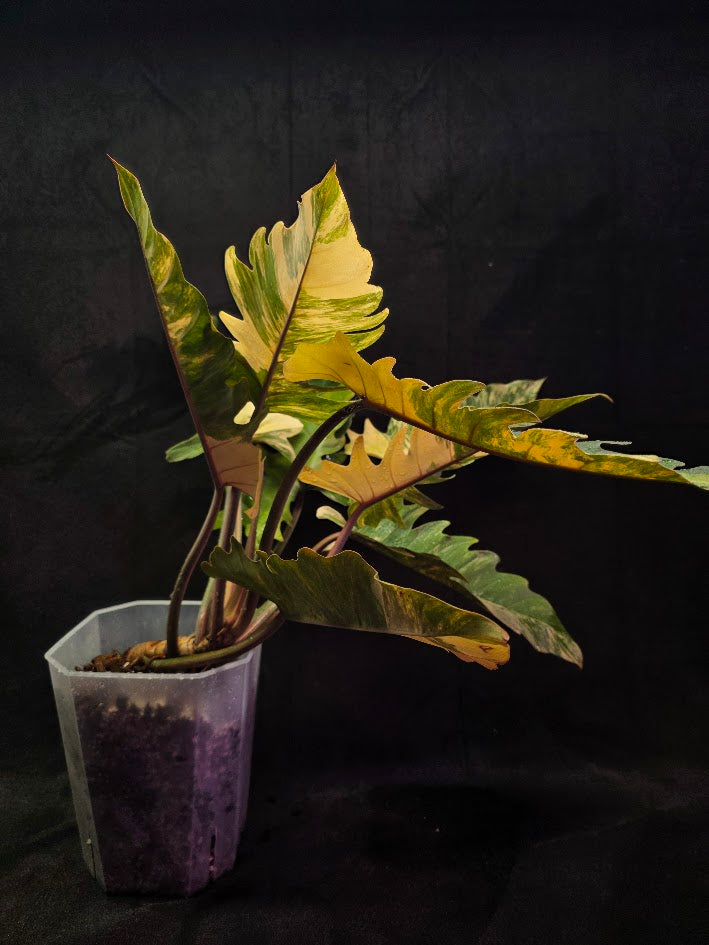 Philodendron Caramel Marble (Monster Size Specimen) #01