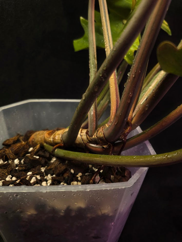 Philodendron Caramel Marble (Monster Size Specimen) #01