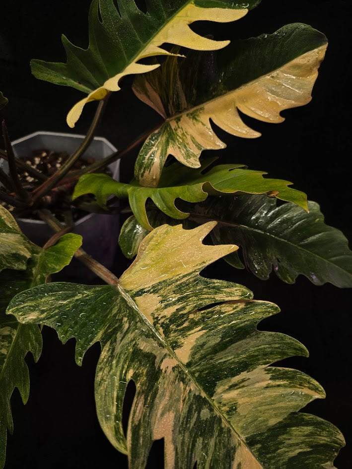 Philodendron Caramel Marble (Monster Size Specimen) #01