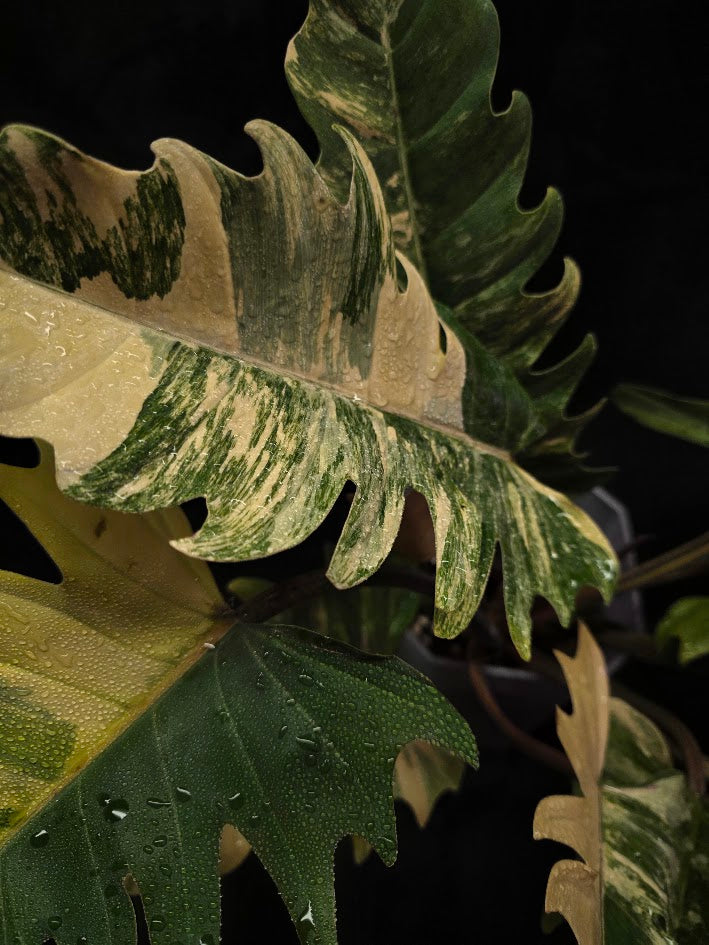 Philodendron Caramel Marble (Monster Size Specimen) #01
