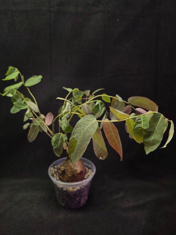 Phyllanthus Mirabillis #01