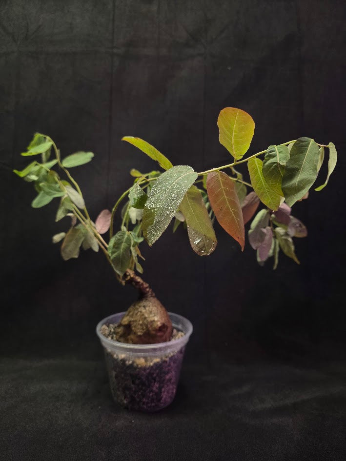 Phyllanthus Mirabillis #01