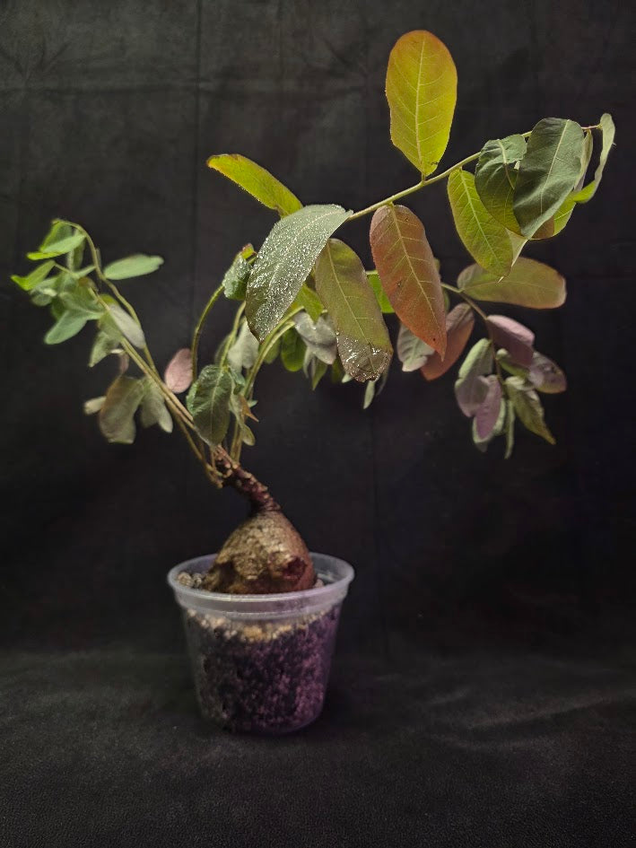 Phyllanthus Mirabillis #01