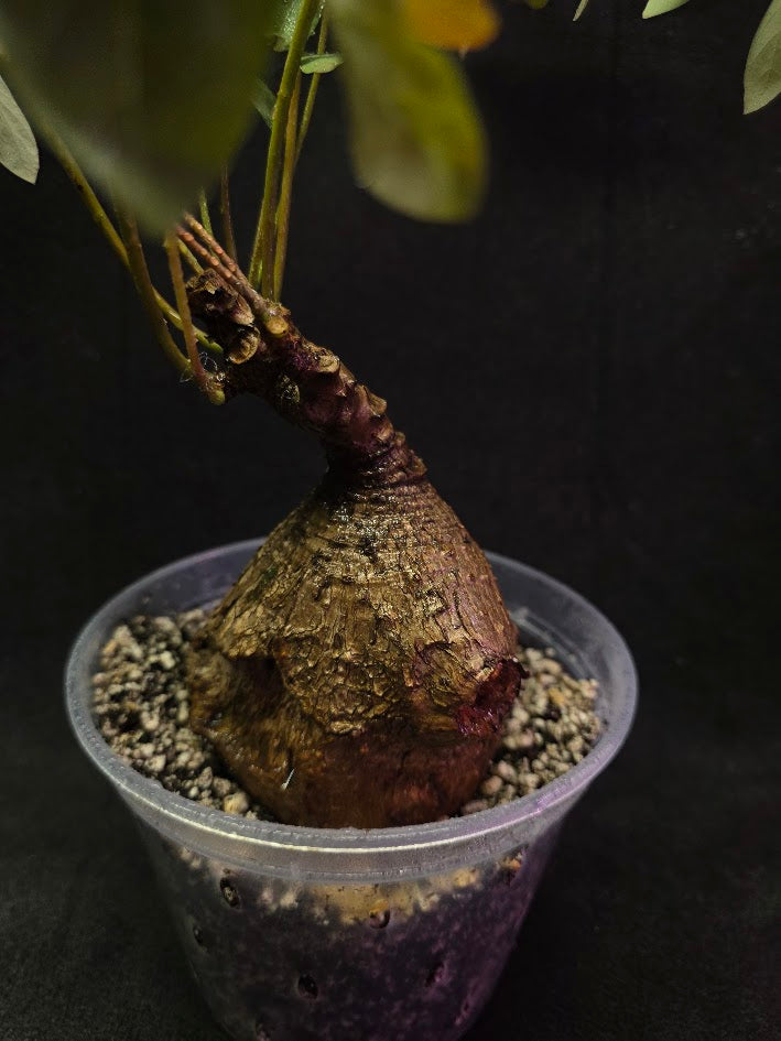 Phyllanthus Mirabillis #01