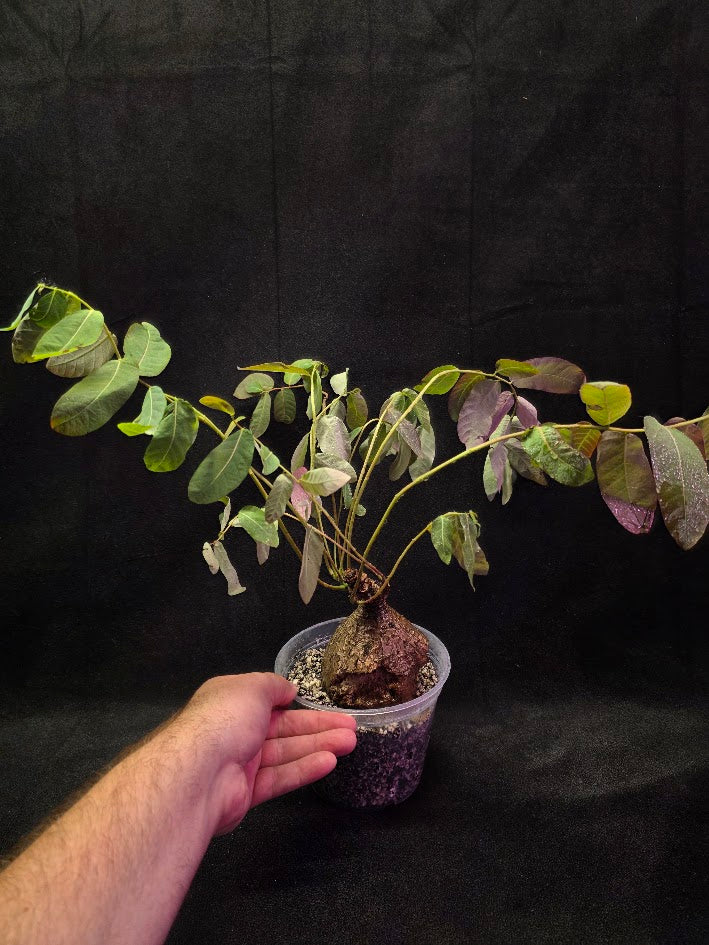Phyllanthus Mirabillis #01