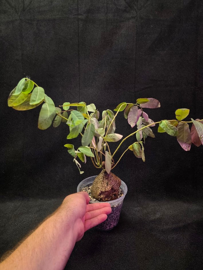 Phyllanthus Mirabillis #01