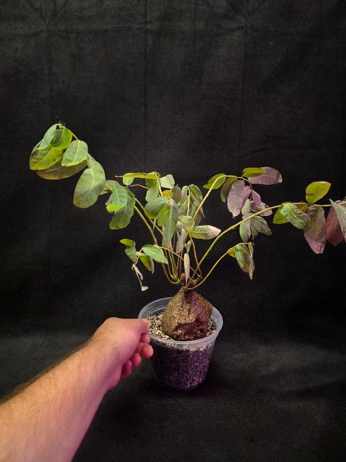 Phyllanthus Mirabillis #01