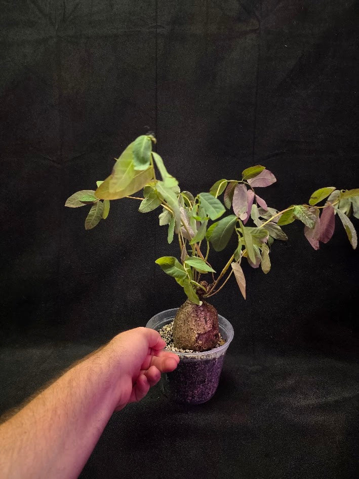 Phyllanthus Mirabillis #01