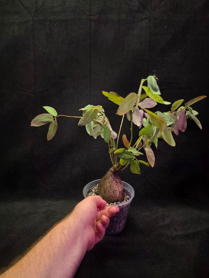 Phyllanthus Mirabillis #01