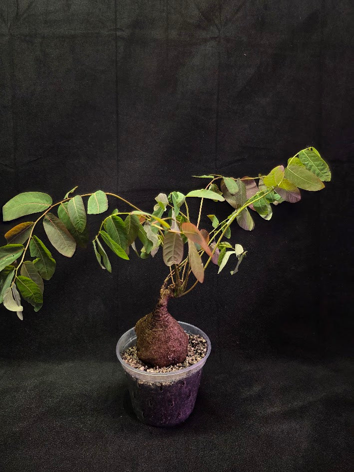 Phyllanthus Mirabillis #01