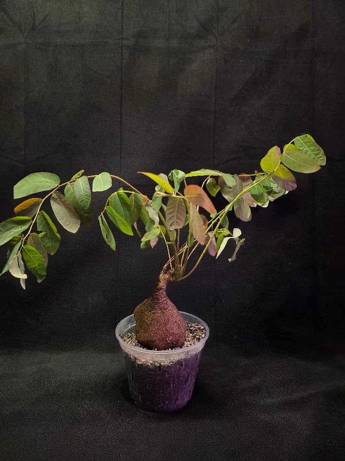 Phyllanthus Mirabillis #01