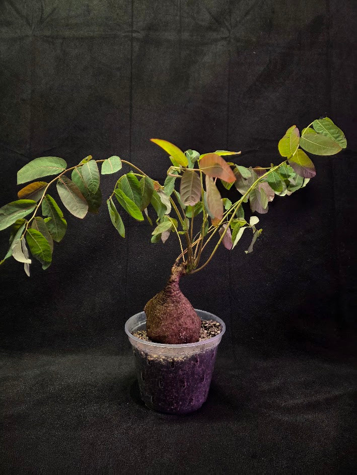 Phyllanthus Mirabillis #01