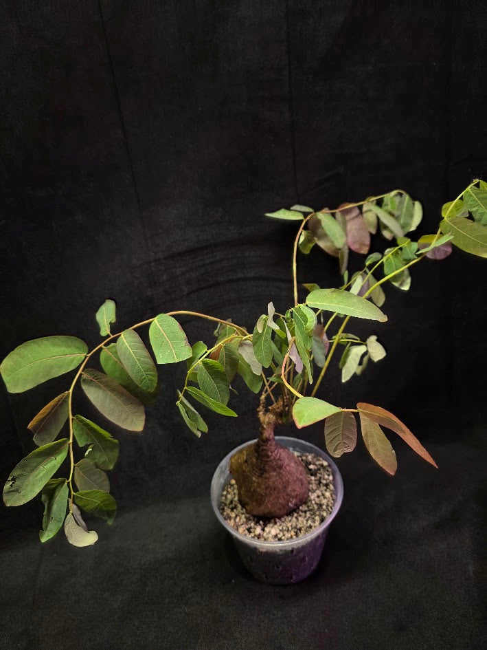 Phyllanthus Mirabillis #01