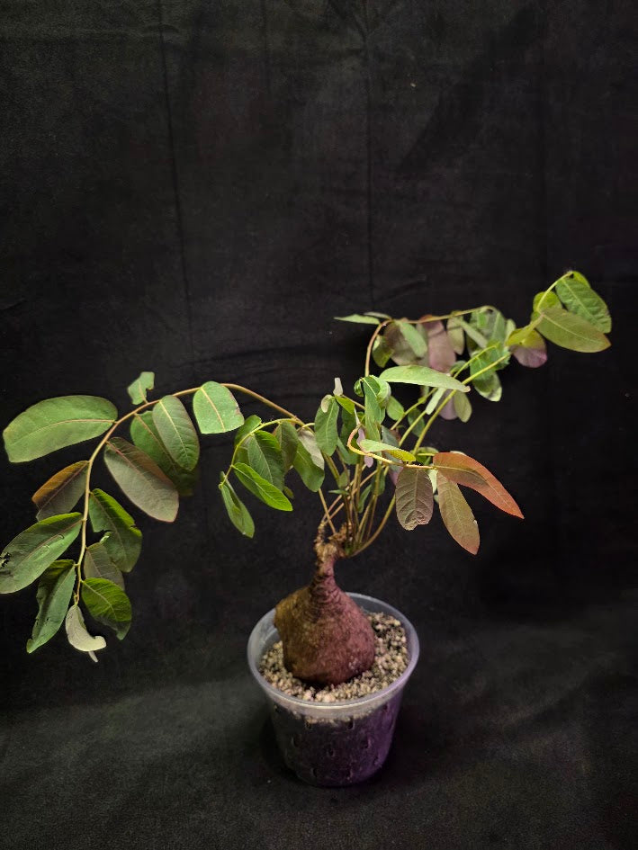 Phyllanthus Mirabillis #01