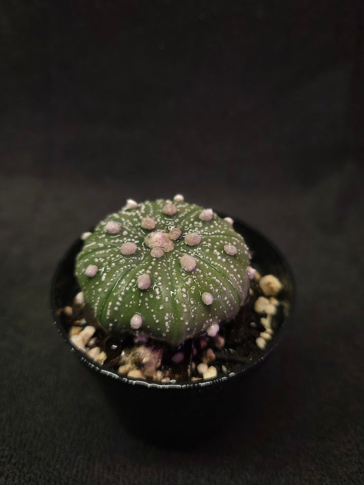 Astrophytum Asterias #01