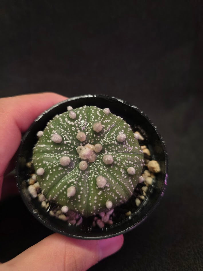 Astrophytum Asterias #01
