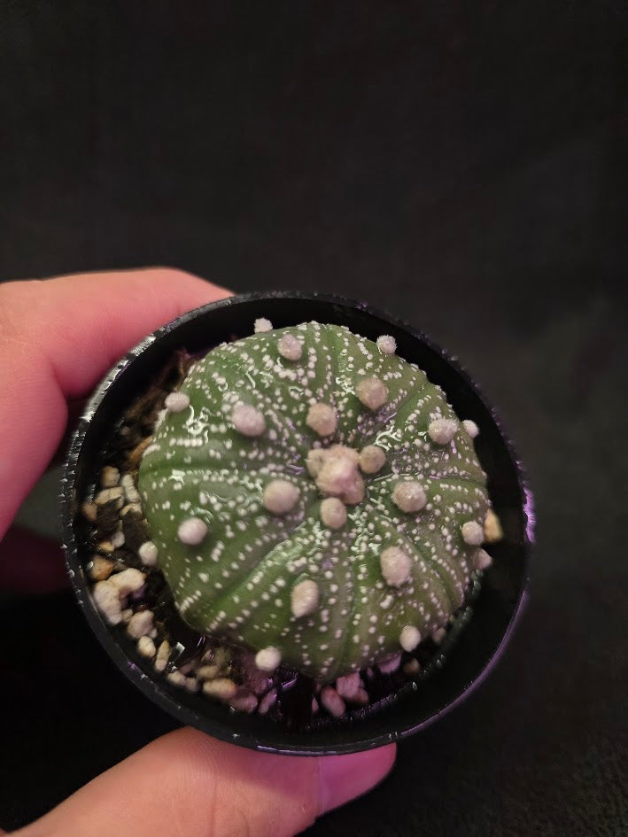 Astrophytum Asterias #01