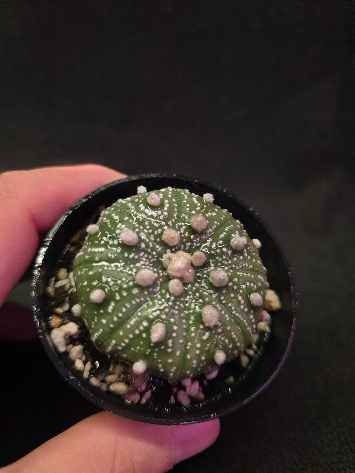 Astrophytum Asterias #01