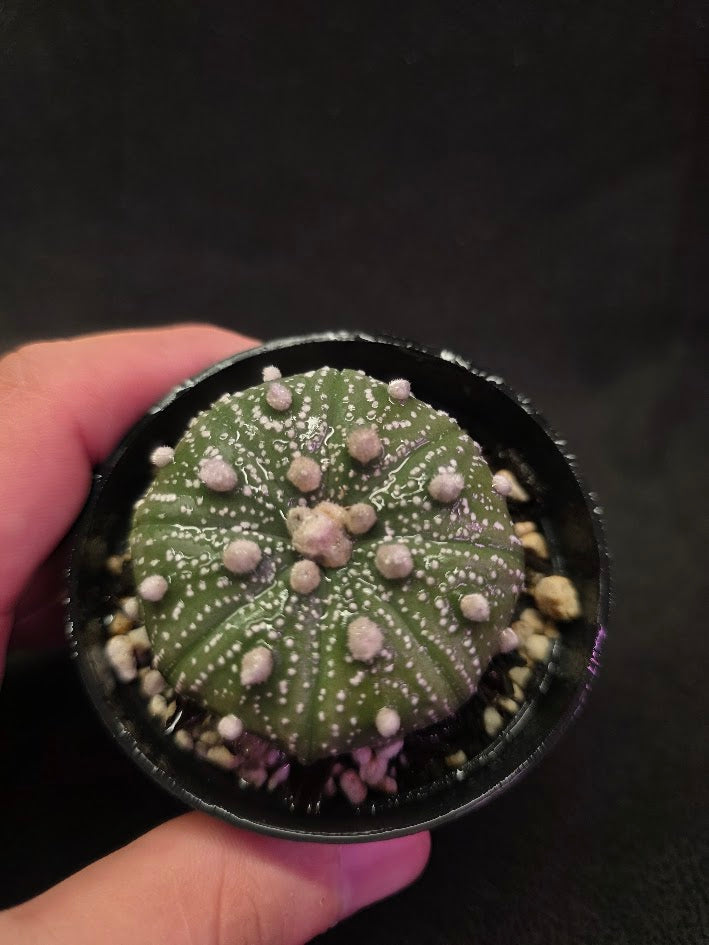 Astrophytum Asterias #01
