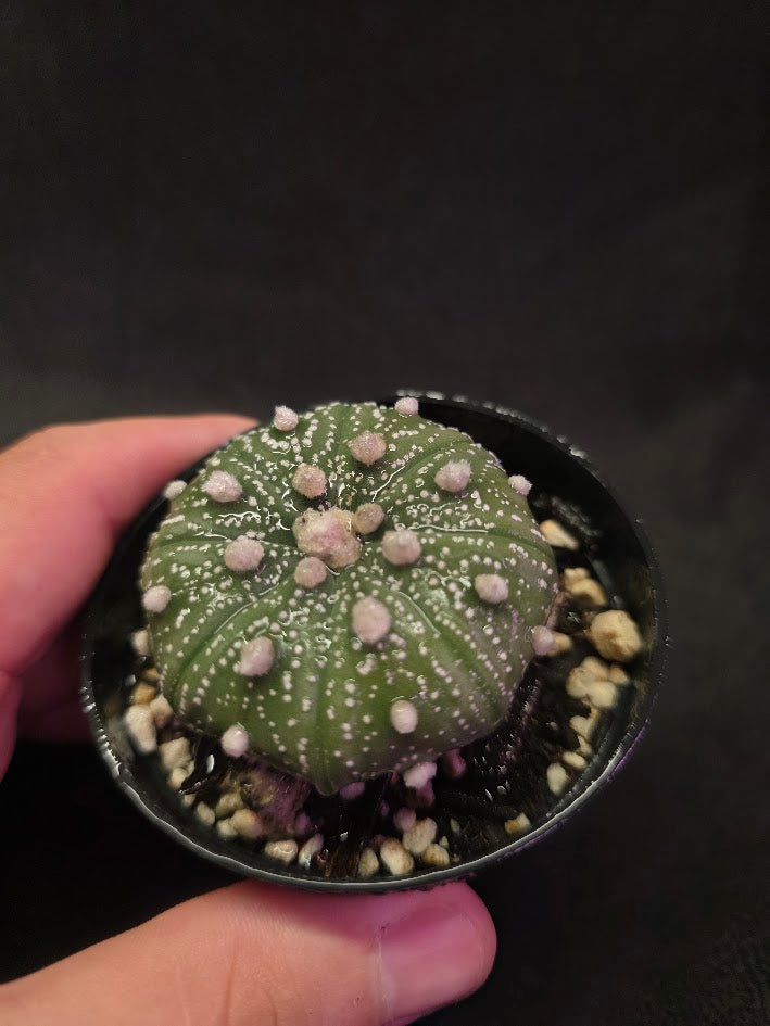 Astrophytum Asterias #01