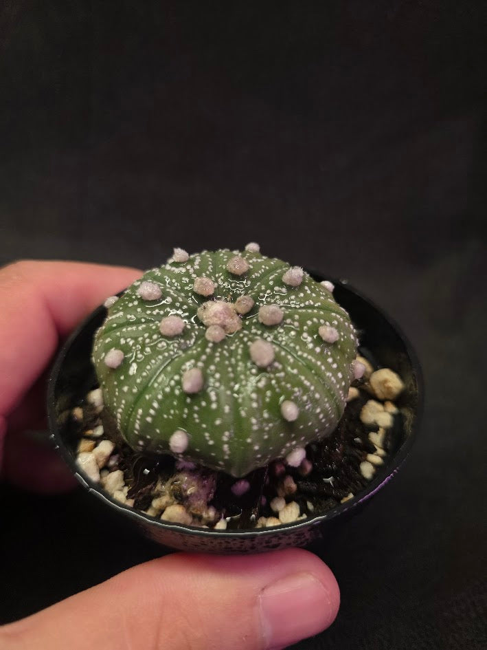 Astrophytum Asterias #01