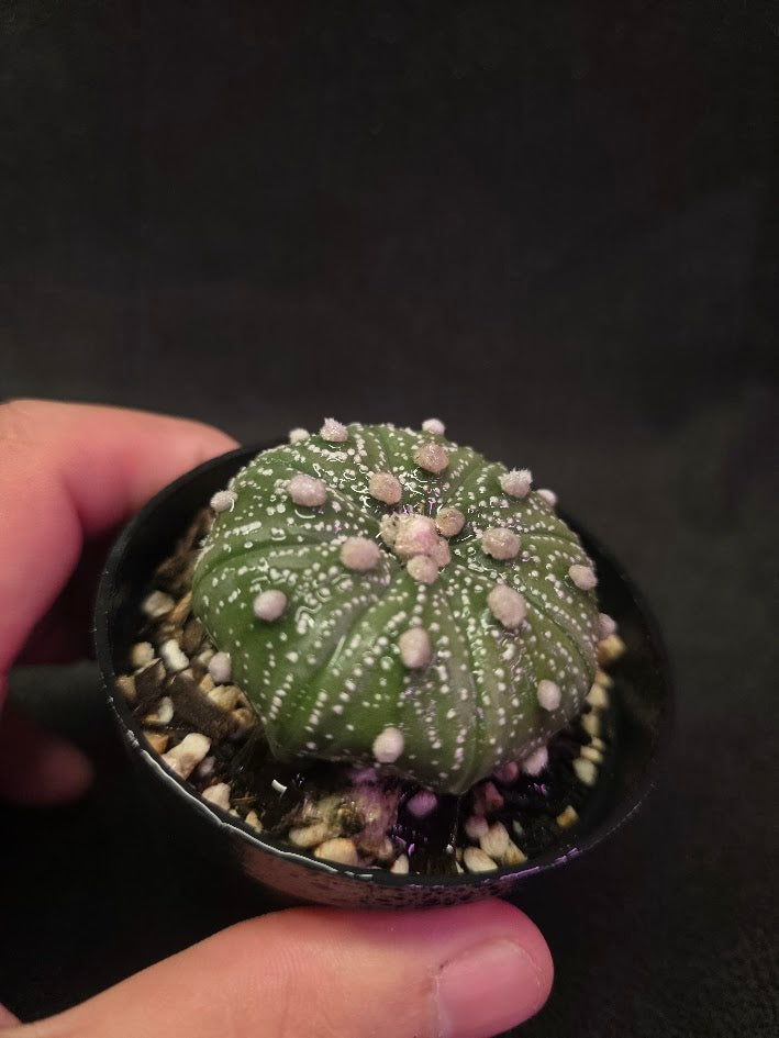 Astrophytum Asterias #01