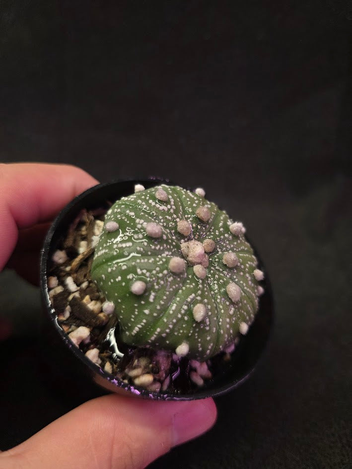 Astrophytum Asterias #01
