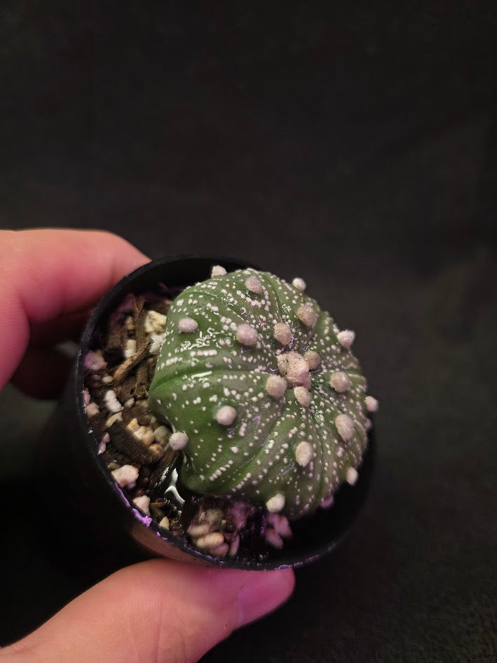 Astrophytum Asterias #01