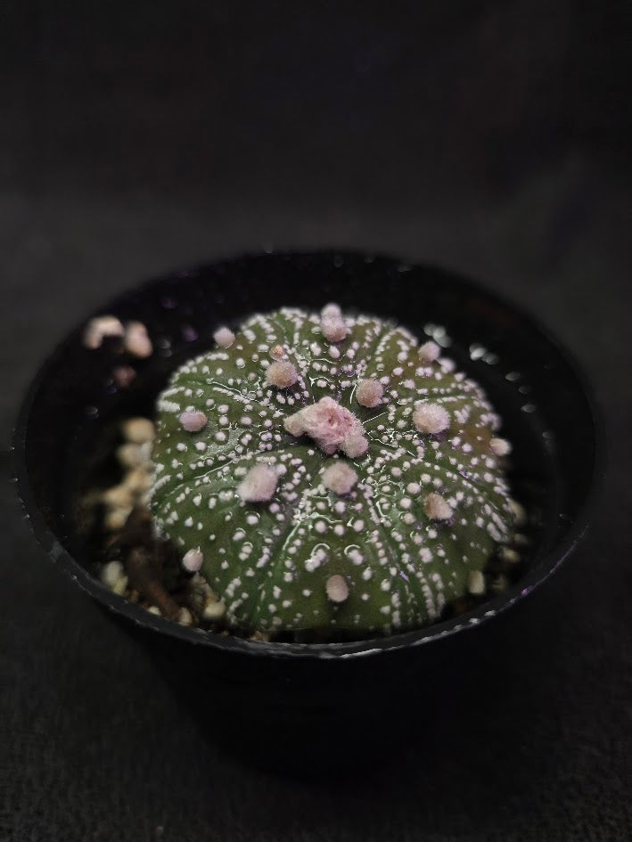 Astrophytum Asterias #02