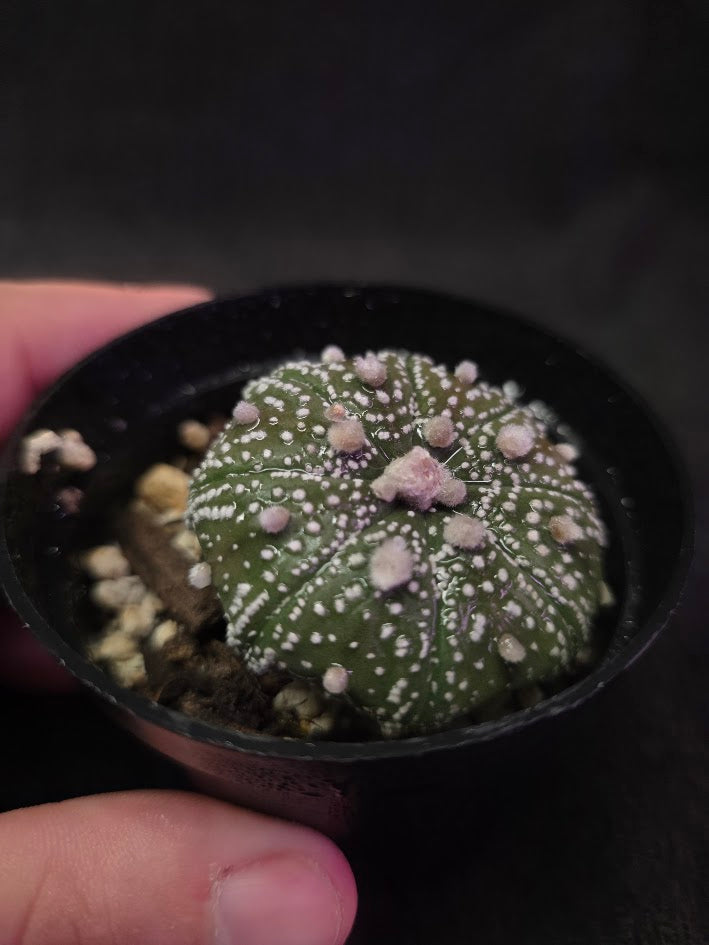 Astrophytum Asterias #02