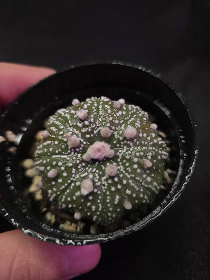 Astrophytum Asterias #02